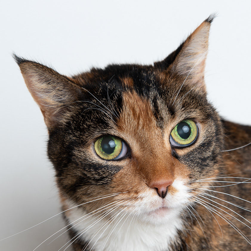 Pet of the Week - Week of Feb. 1, 2019